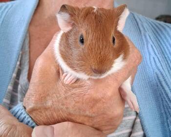 Rescue Guinea Pig Guinea Pigs for Adoption in Utica, Michigan - Clover | PetCurious
